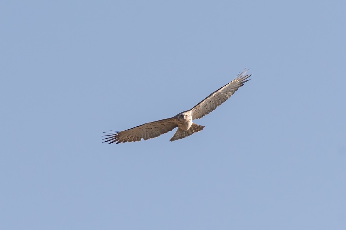 Short-toed Snake-Eagle - ML508188561