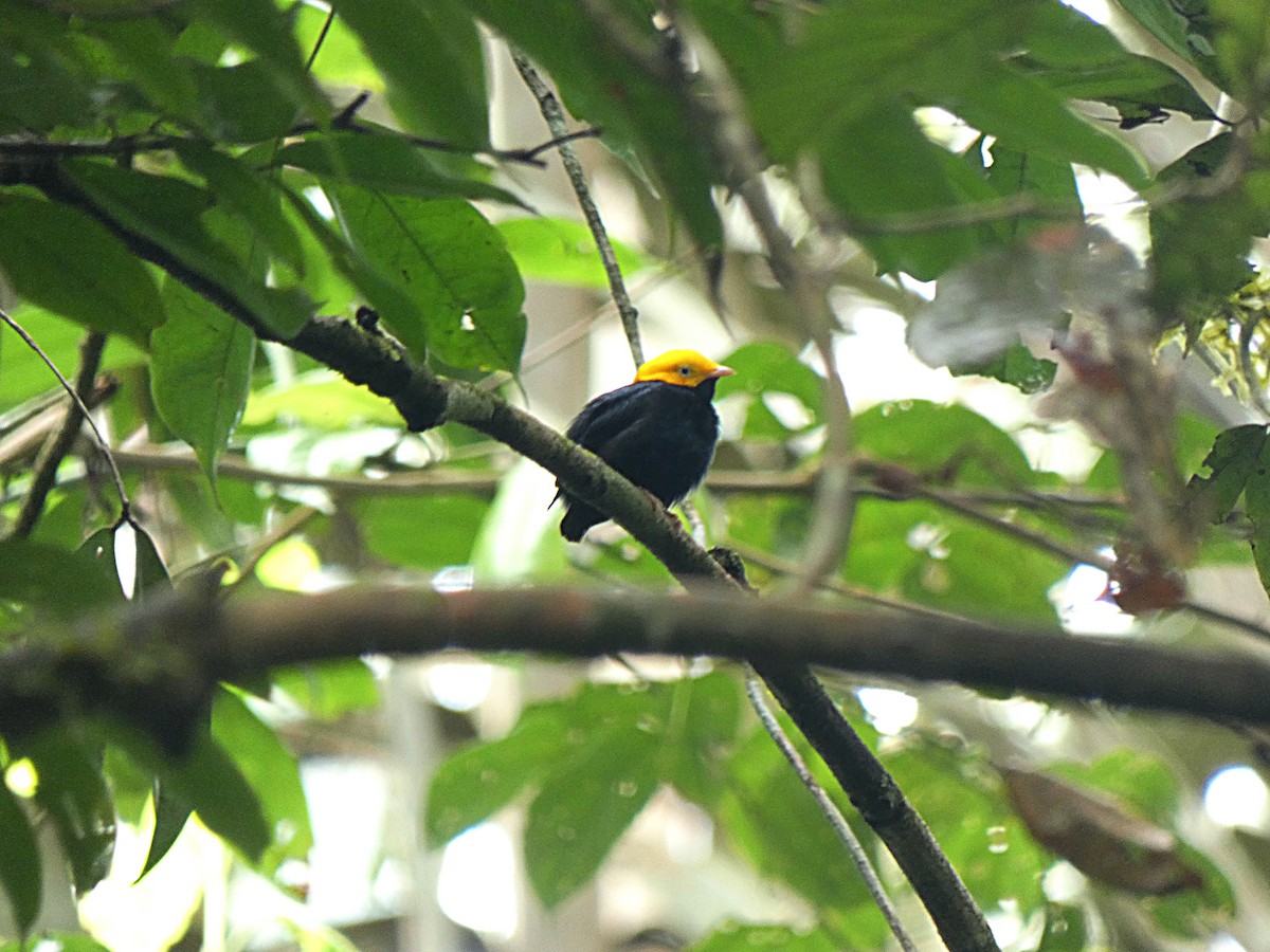 Golden-headed Manakin - ML508189481