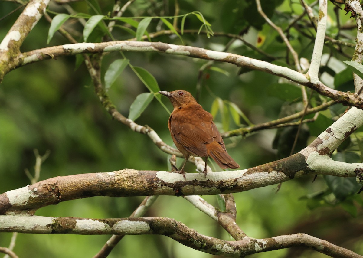 Hauxwell's Thrush - ML508192941