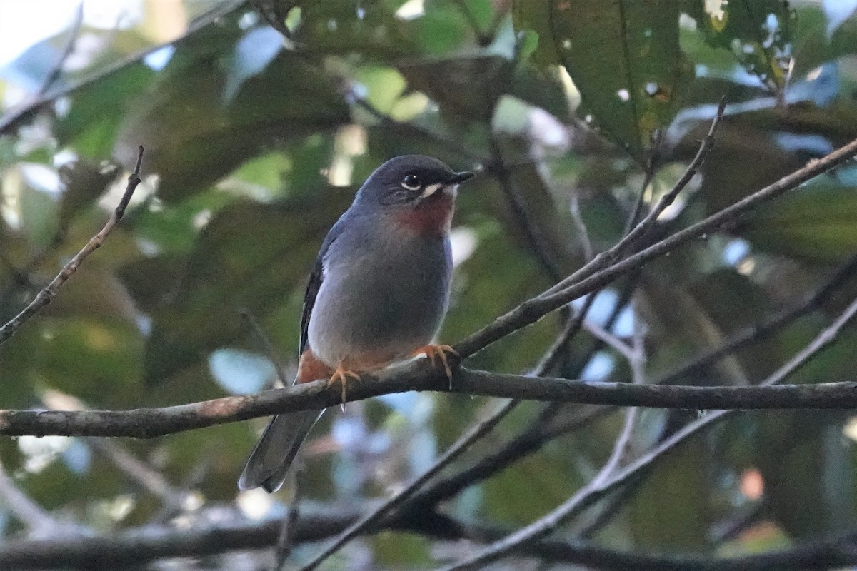 Rufous-throated Solitaire - Daniel Néron