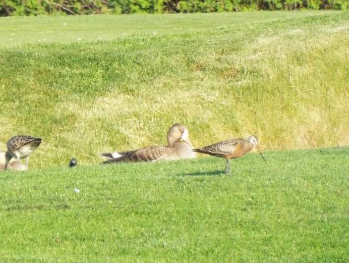 Hudsonian Godwit - Geoffrey Newell