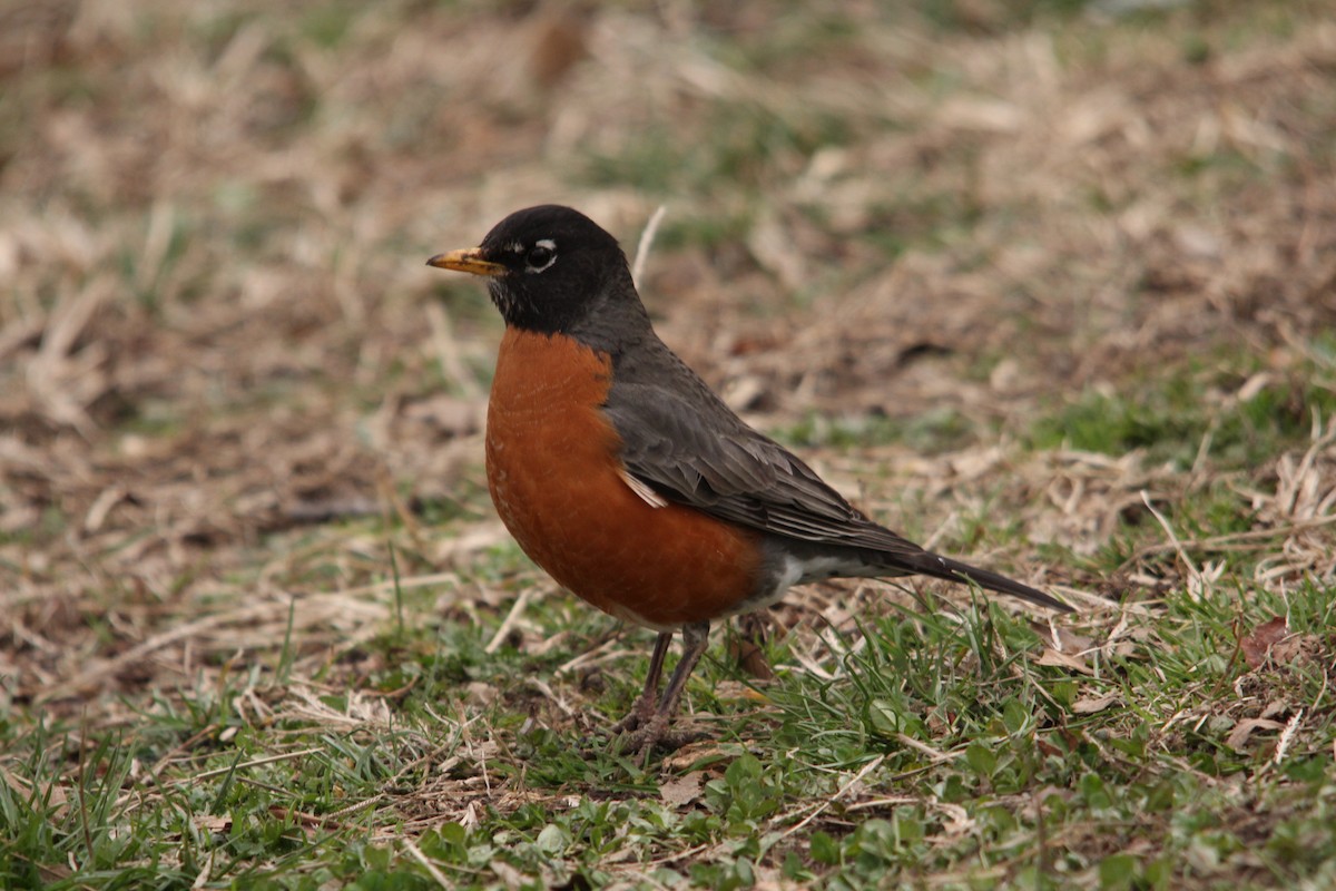 American Robin - ML50819531