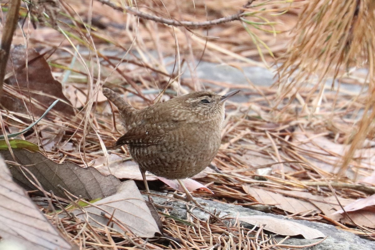 Winter Wren - ML508195691