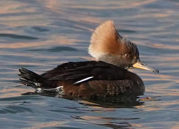 Hooded Merganser - Greg Mihalik