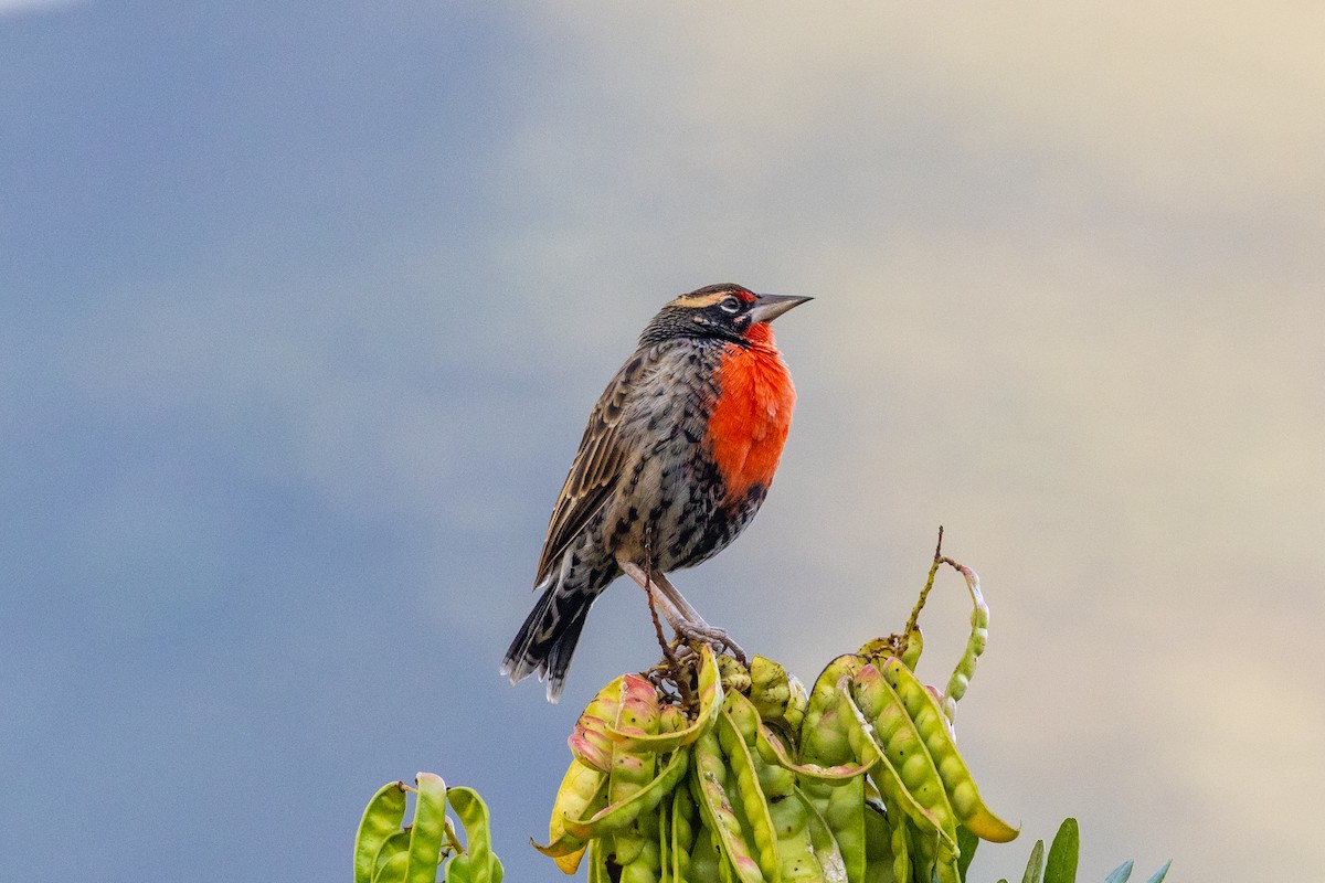 Peruvian Meadowlark - Mason Flint