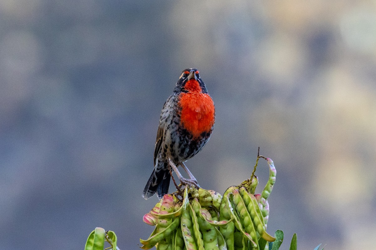 Peruvian Meadowlark - Mason Flint