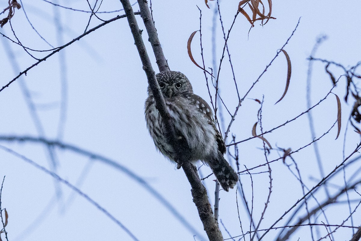 Peruvian Pygmy-Owl - Mason Flint