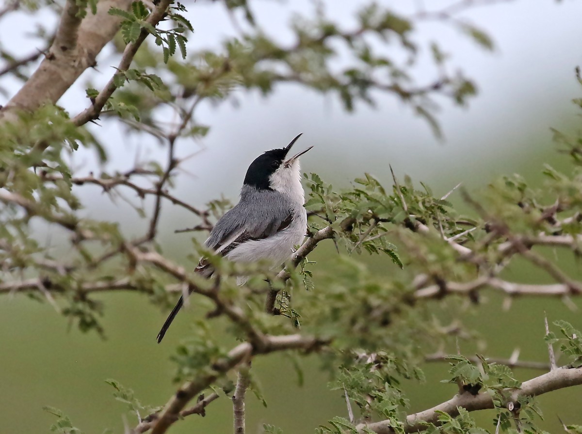 Tropical Gnatcatcher (plumbiceps/anteocularis) - Roger Ahlman