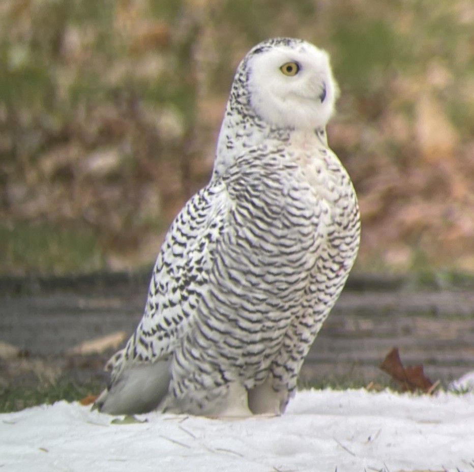 Snowy Owl - Kevin Rybczynski