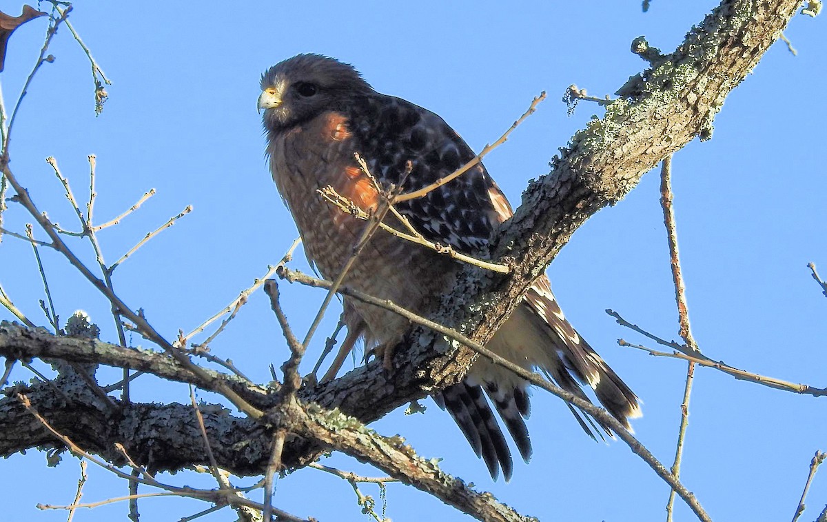 Red-shouldered Hawk - ML508202681