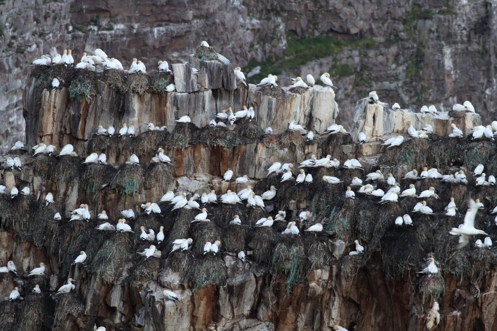 Northern Gannet - ML508202721