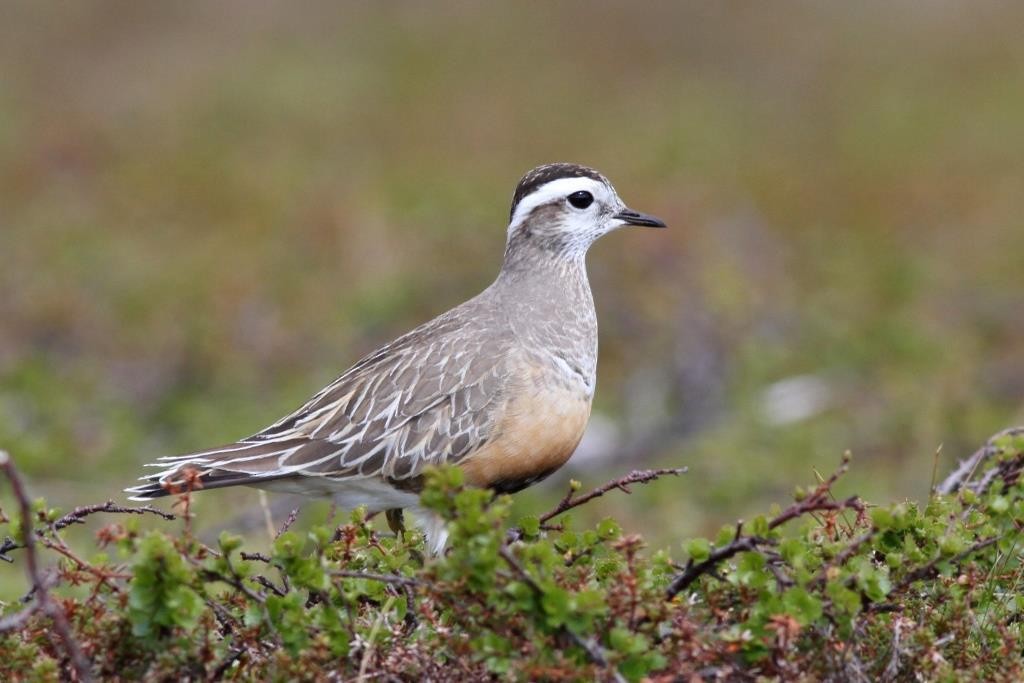 Eurasian Dotterel - Bernat Espluga