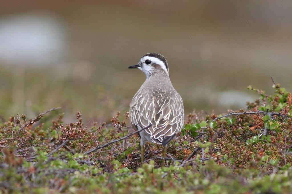 Eurasian Dotterel - Bernat Espluga