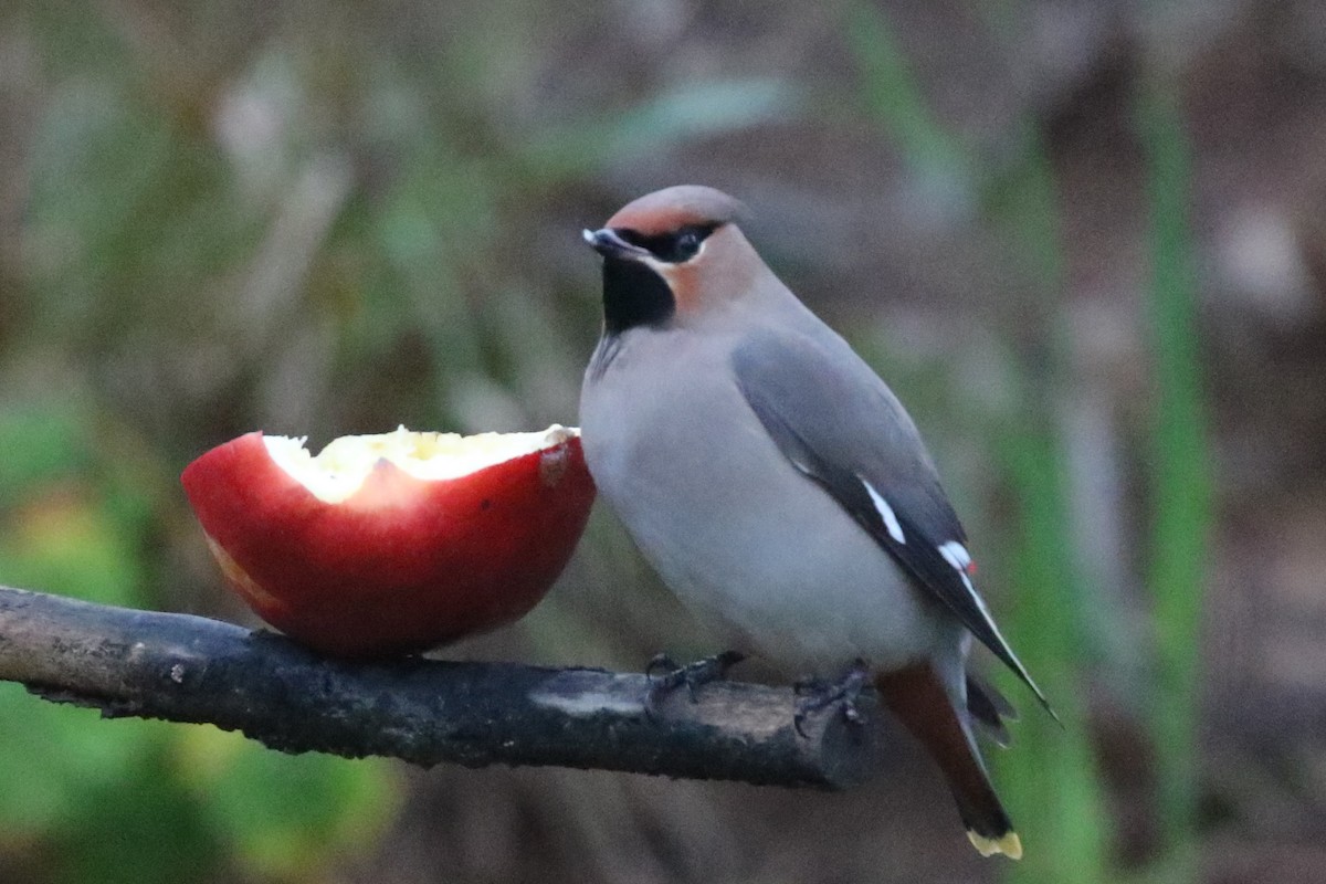 Bohemian Waxwing - ML508203751