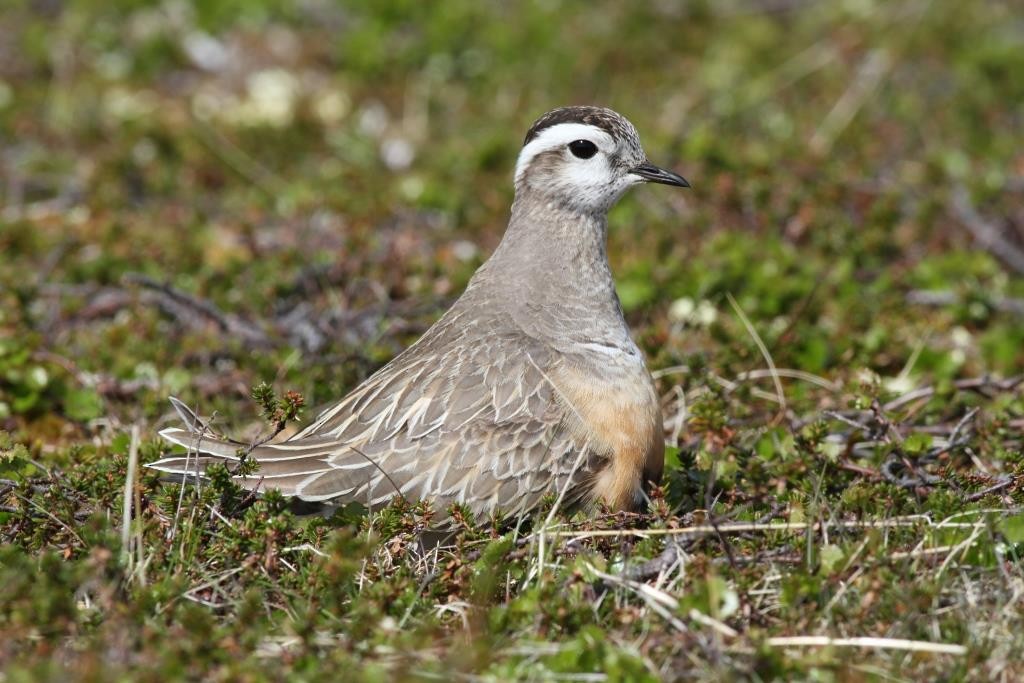 Eurasian Dotterel - Bernat Espluga