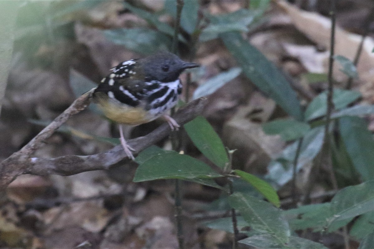 Spot-backed Antbird - Federico Schulz