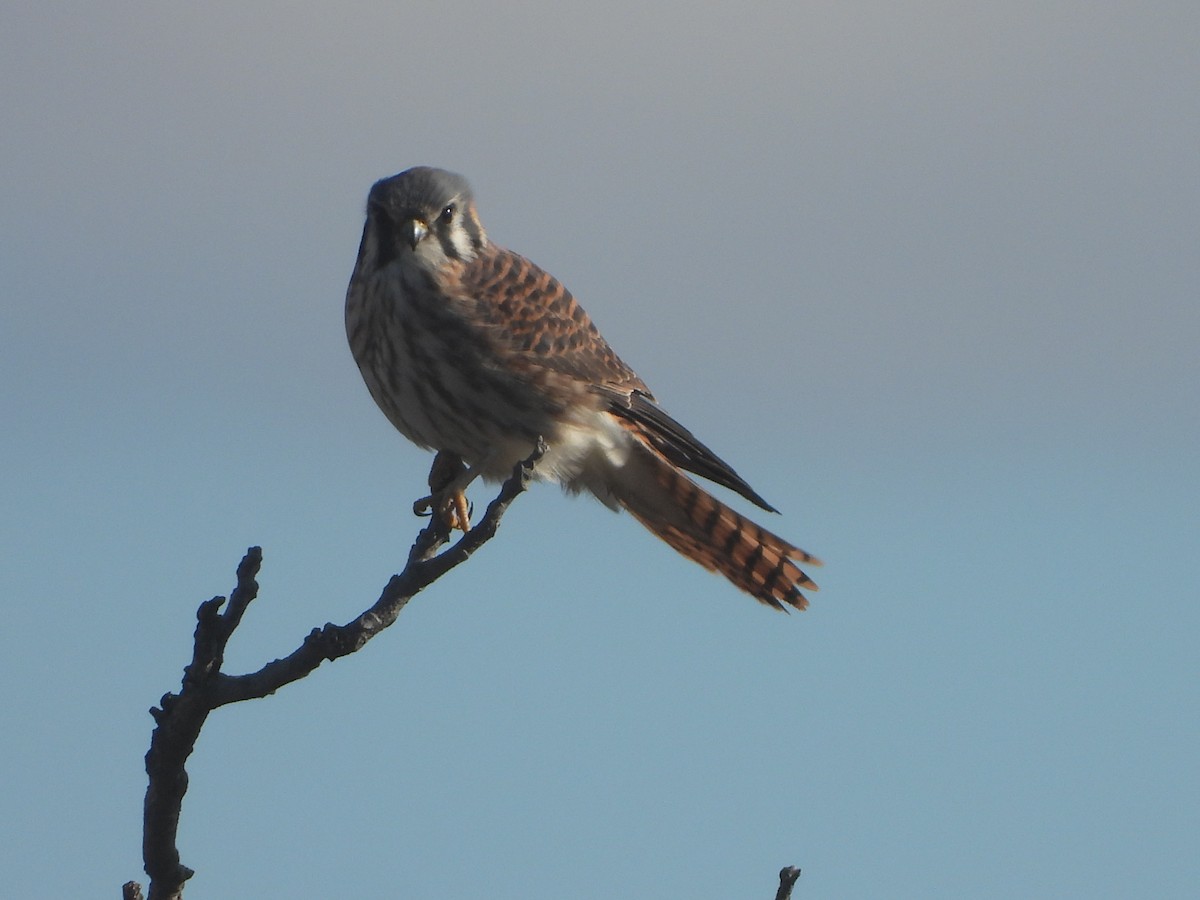 American Kestrel - ML508205611