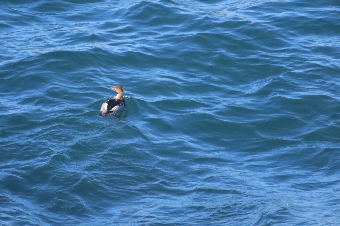 Red-breasted Merganser - ML508207711