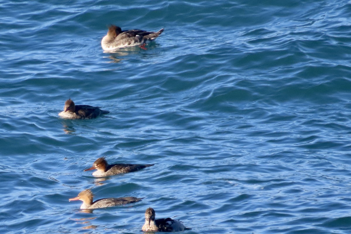 Red-breasted Merganser - ML508209321