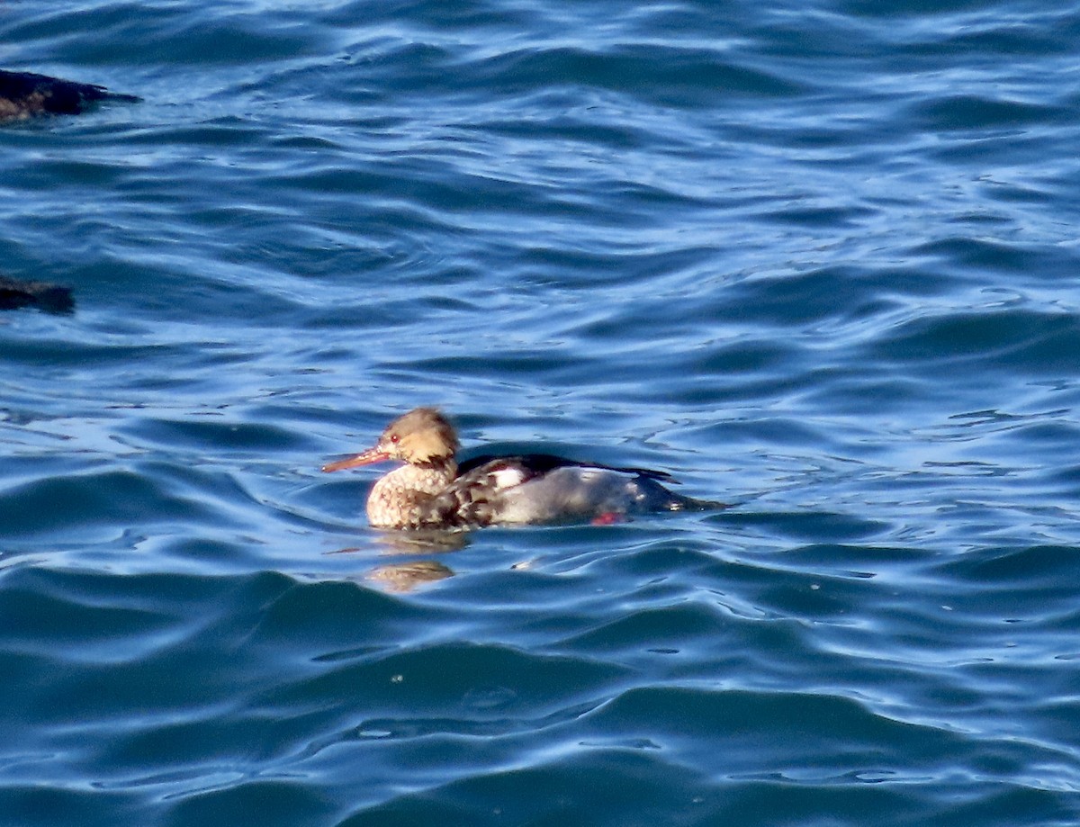 Red-breasted Merganser - ML508209341