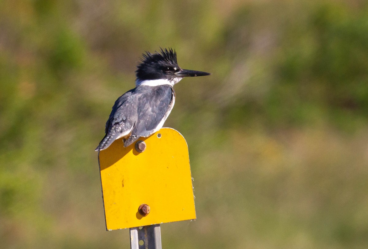 Belted Kingfisher - ML508210561