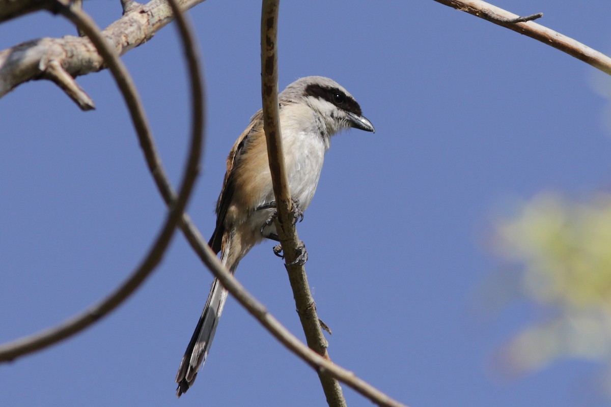 Long-tailed Shrike - ML508212361
