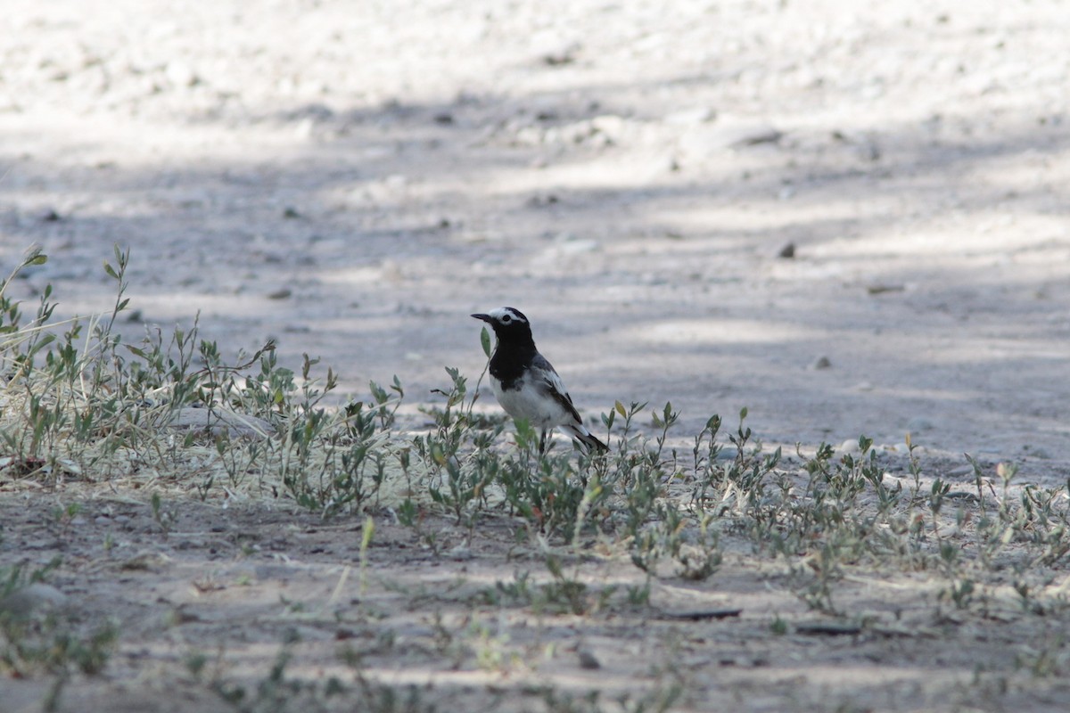 White Wagtail - ML508212381