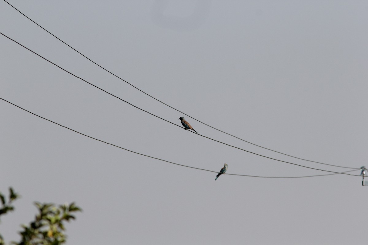 European Roller - ML508212451