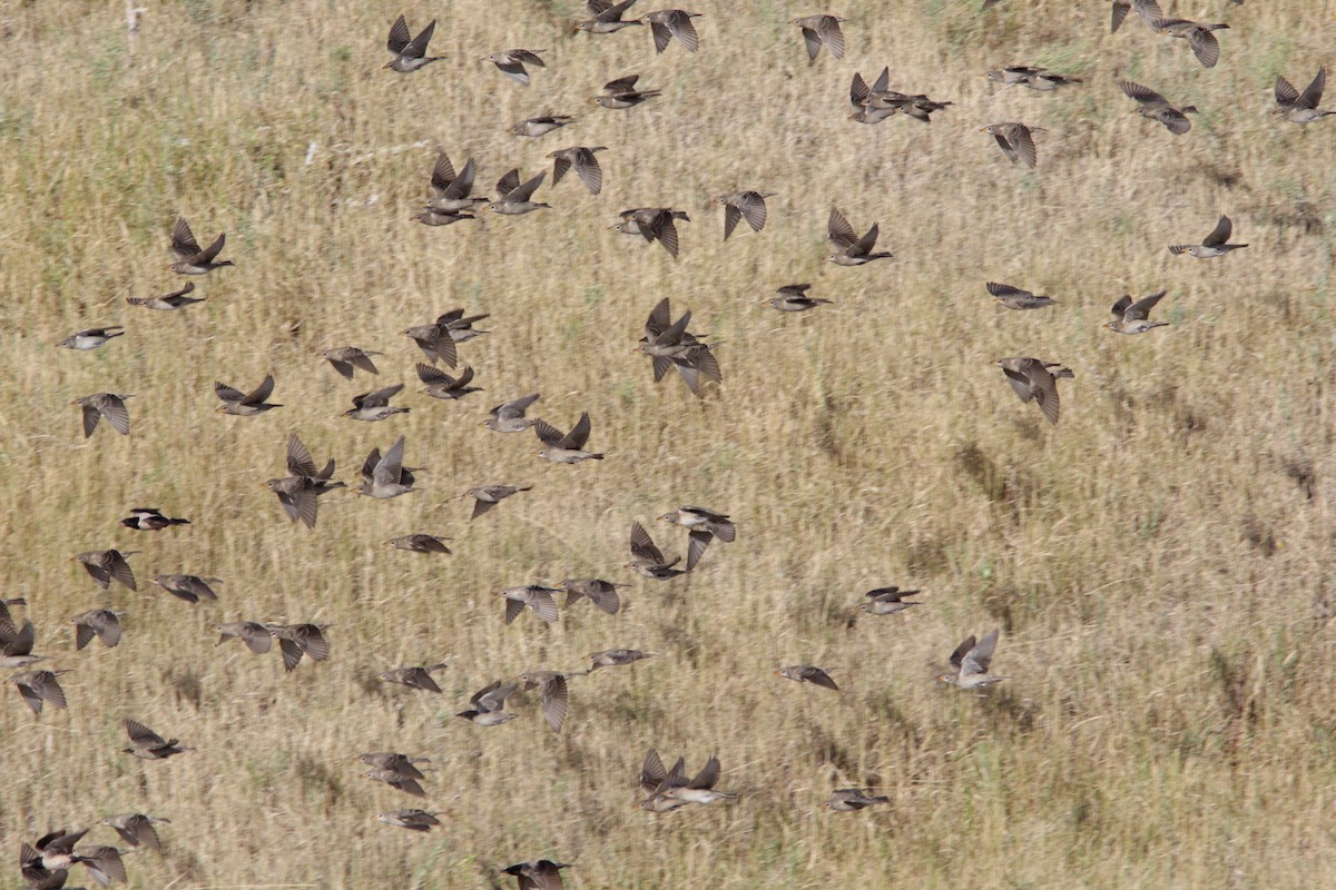 Rosy Starling - ML508212481