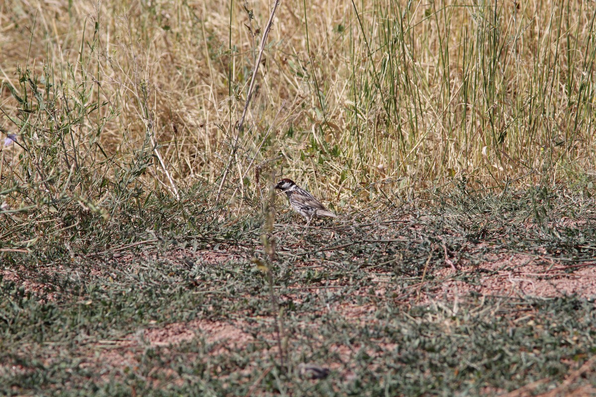 Spanish Sparrow - ML508212521
