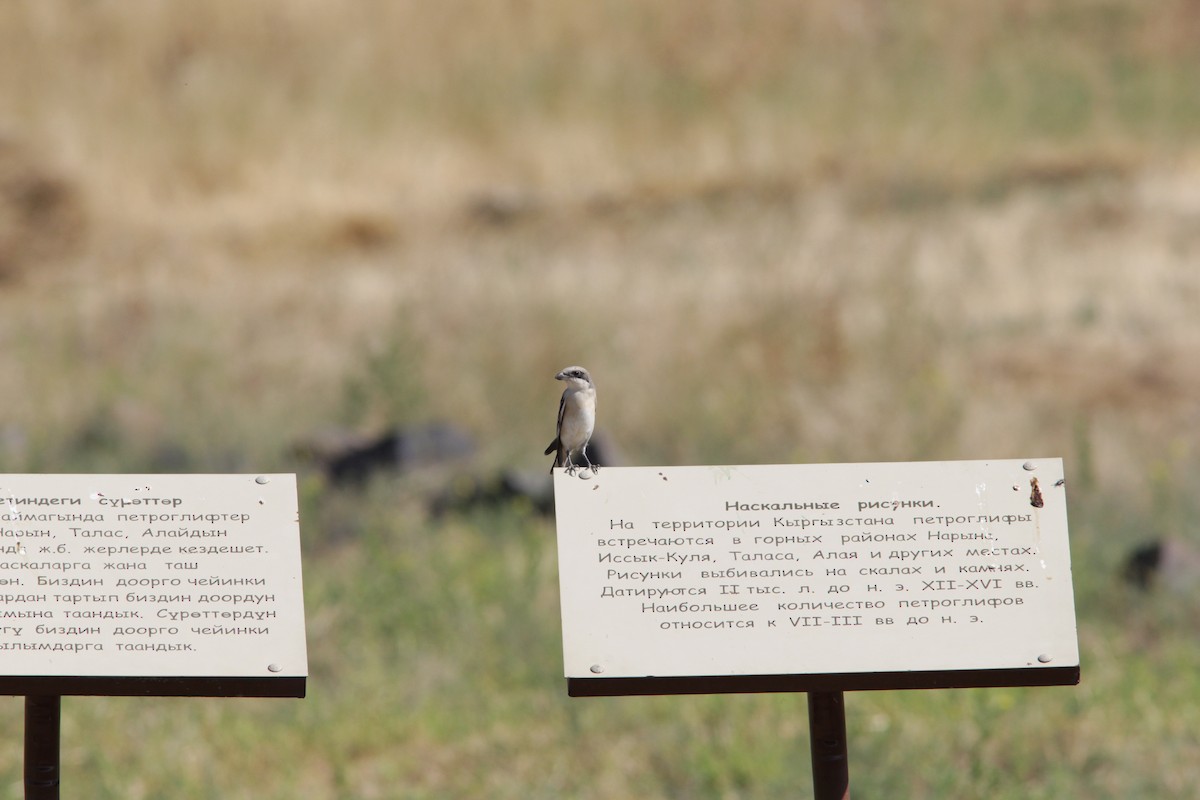 Great Gray Shrike (Steppe) - ML508212561