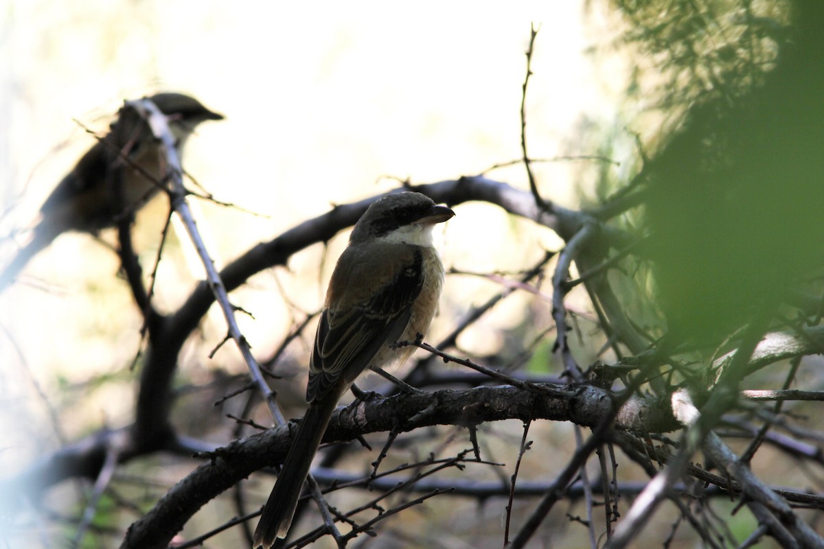 Long-tailed Shrike - ML508212701