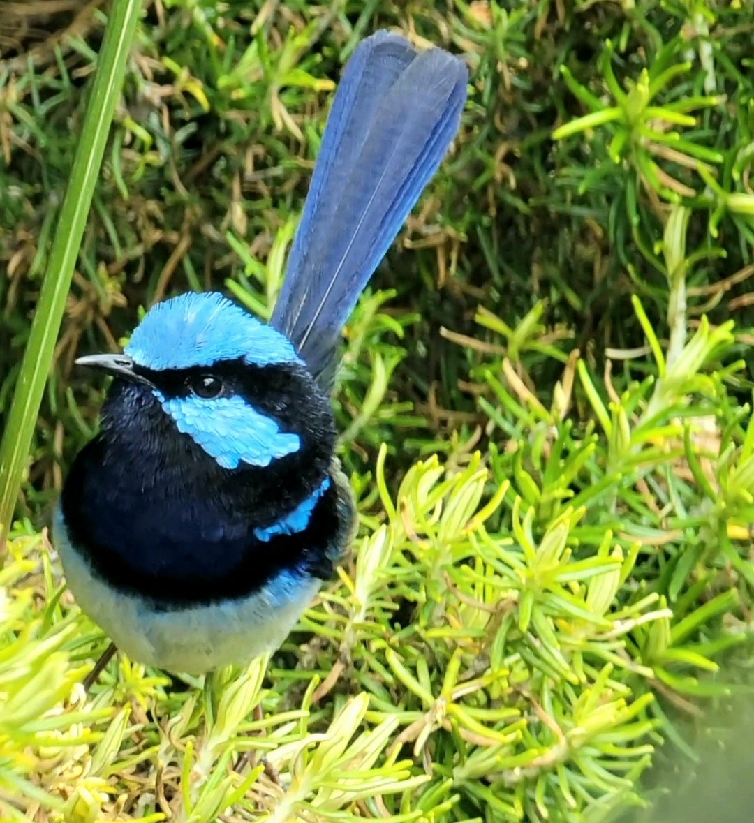 Superb Fairywren - ML508213171