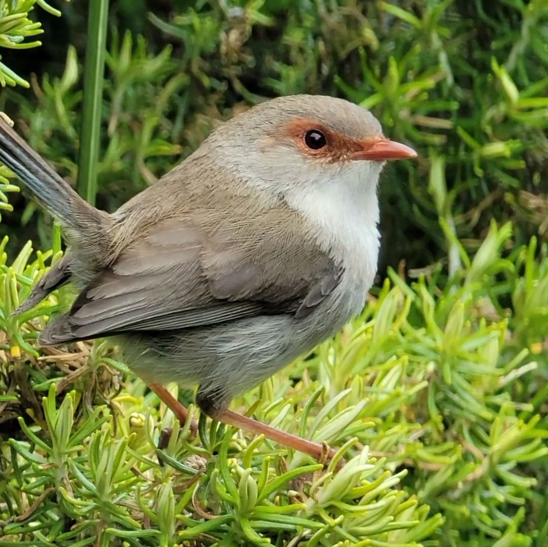 Superb Fairywren - ML508213211