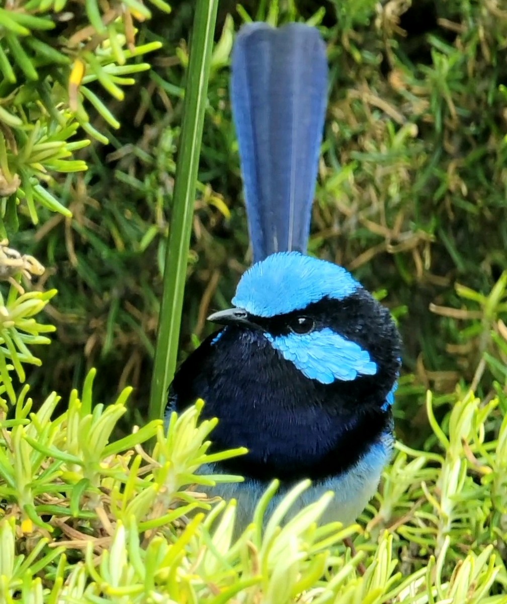 Superb Fairywren - ML508213251