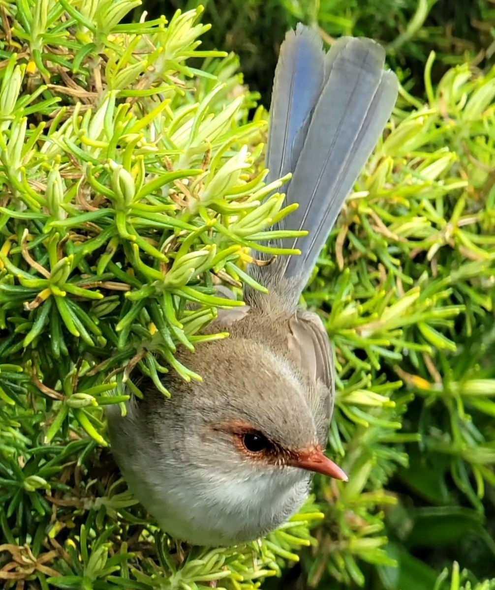 Superb Fairywren - ML508213361