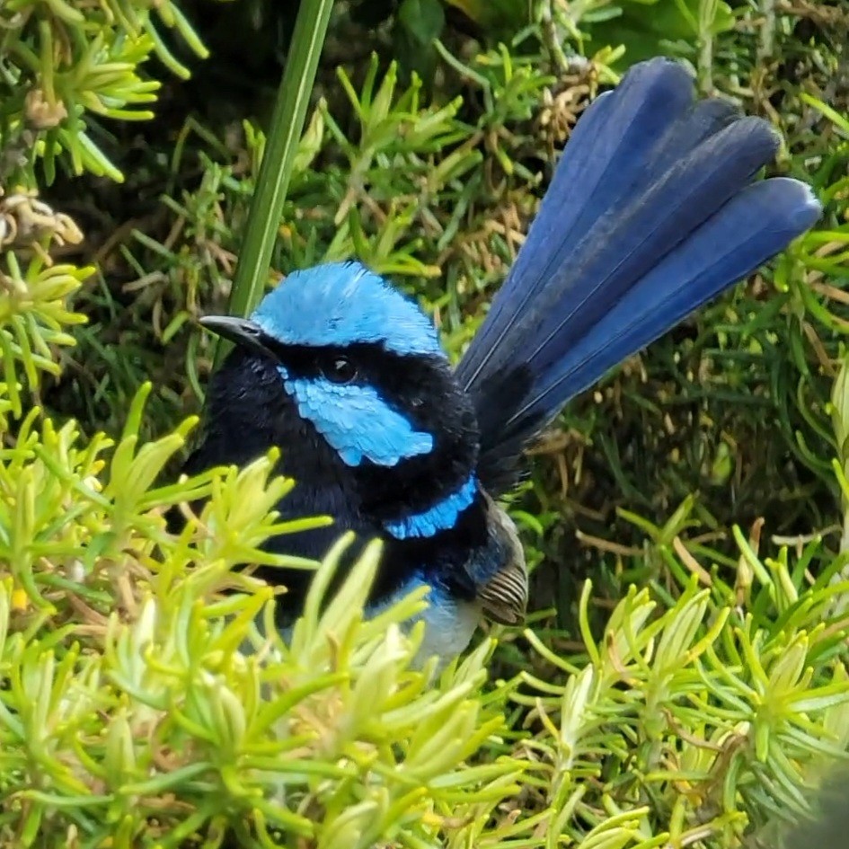 Superb Fairywren - ML508213431