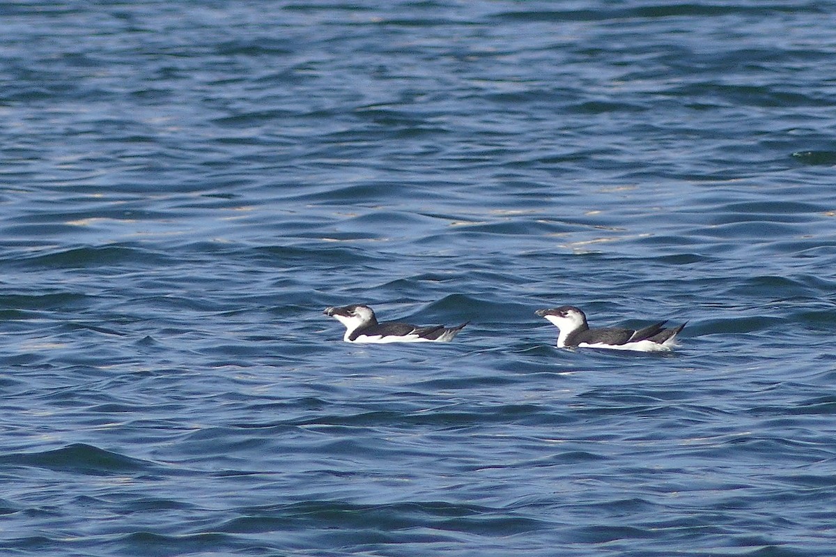 Razorbill - ML508213671