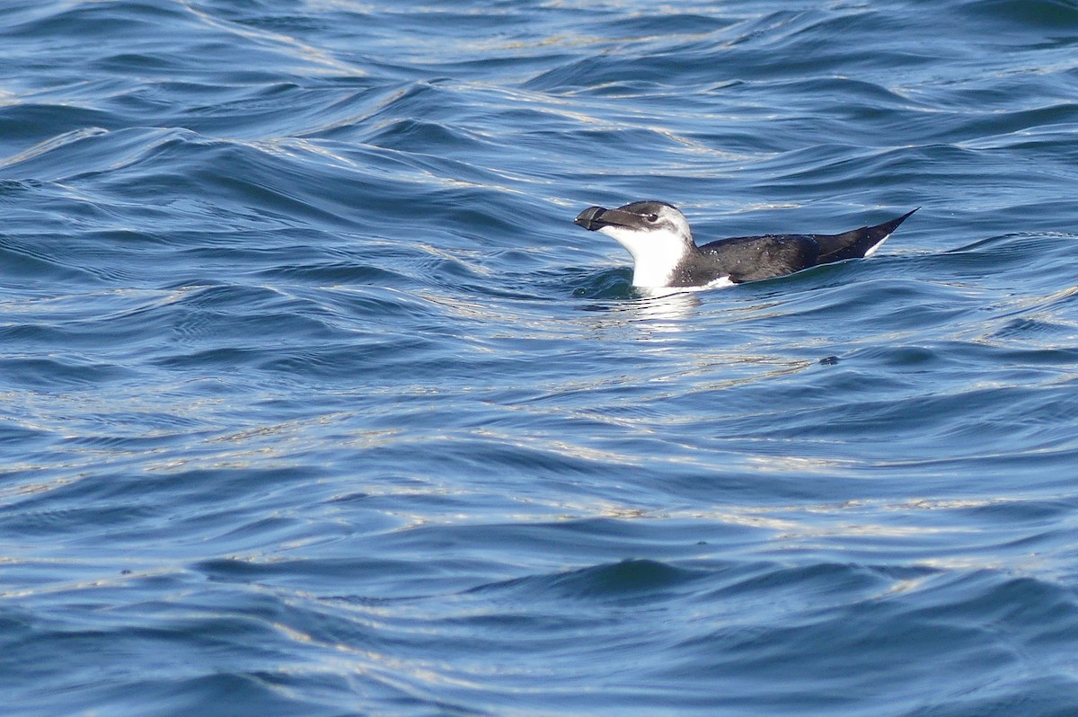 Razorbill - ML508213681