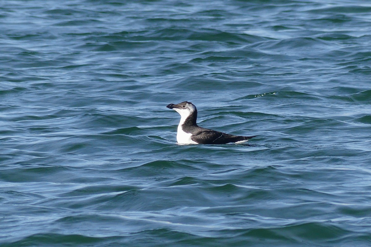 Razorbill - ML508213691