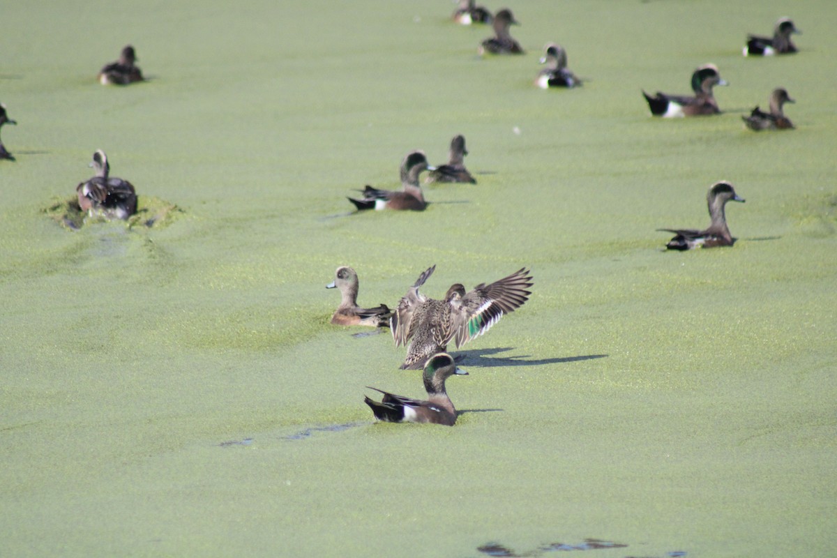 Green-winged Teal - ML508213721