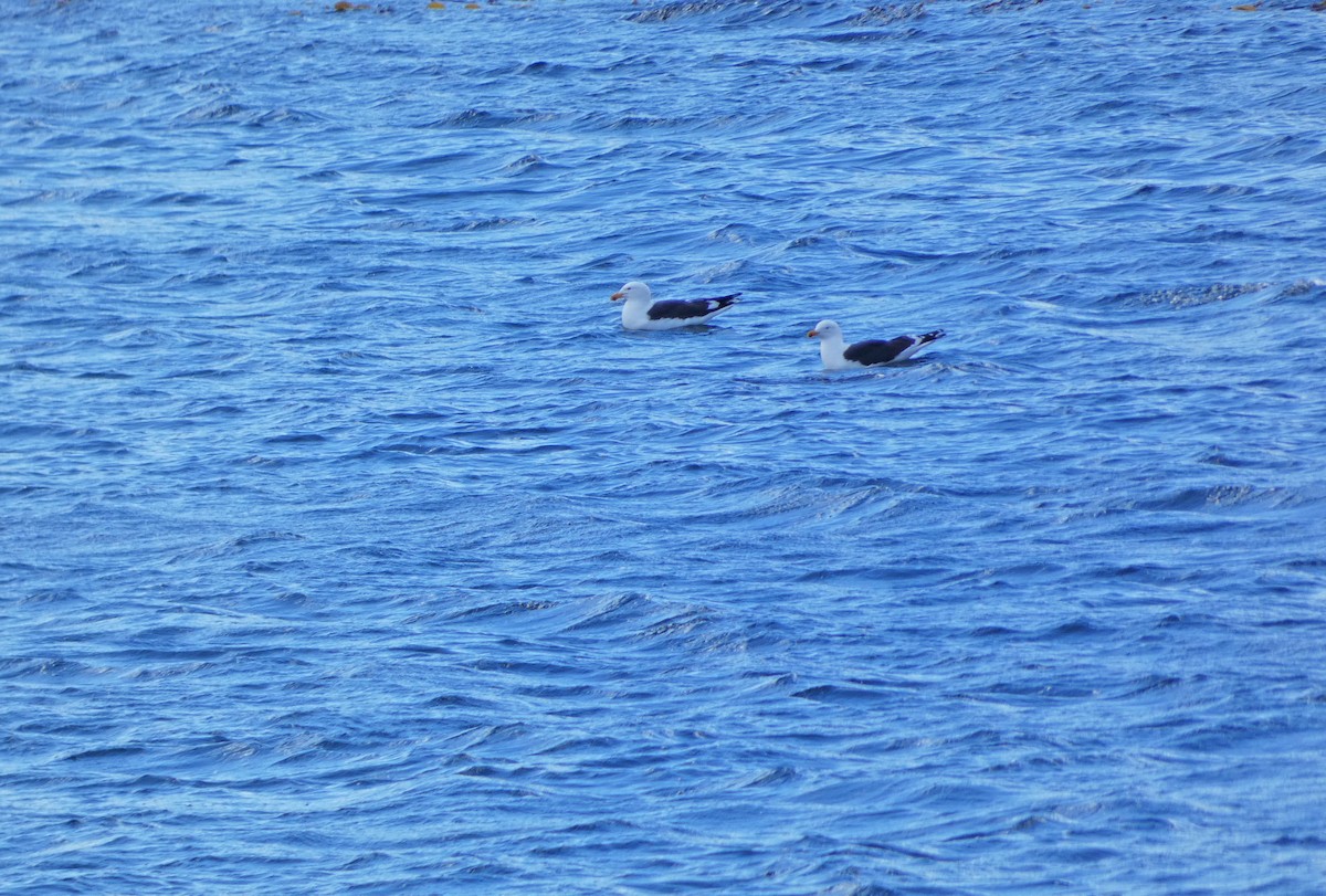 Gaviota Cocinera - ML508214221