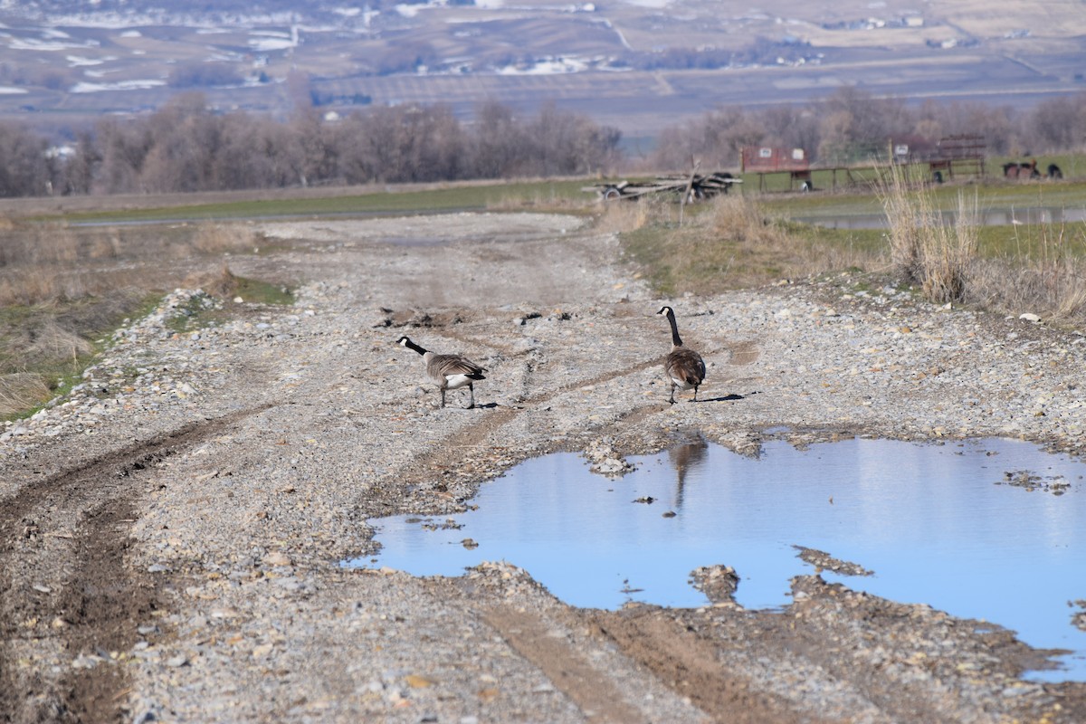 Canada Goose - ML50821741