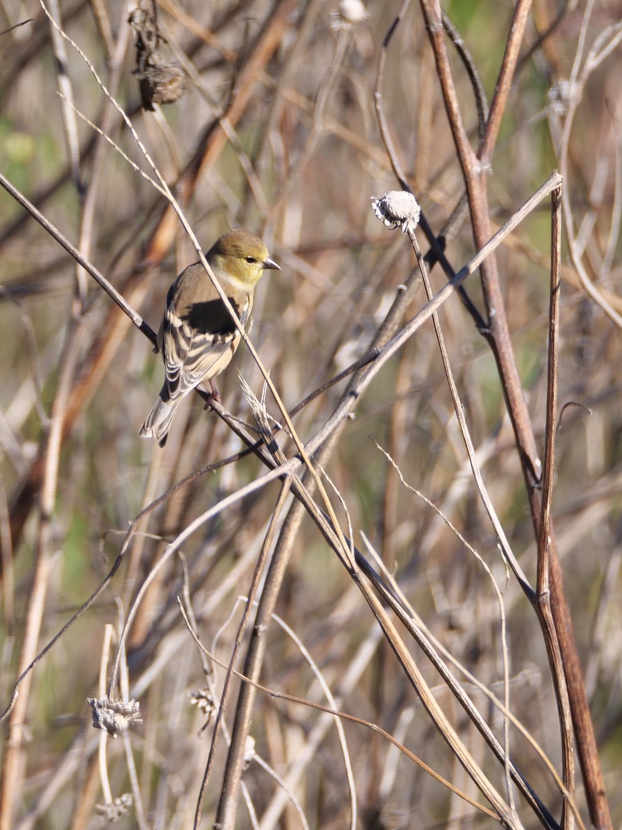 American Goldfinch - Mark W11 Kulstad