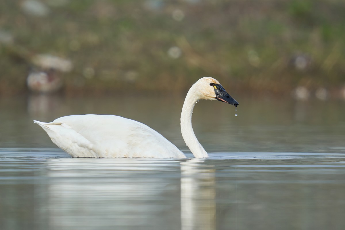 Tundra Swan - Grigory Heaton