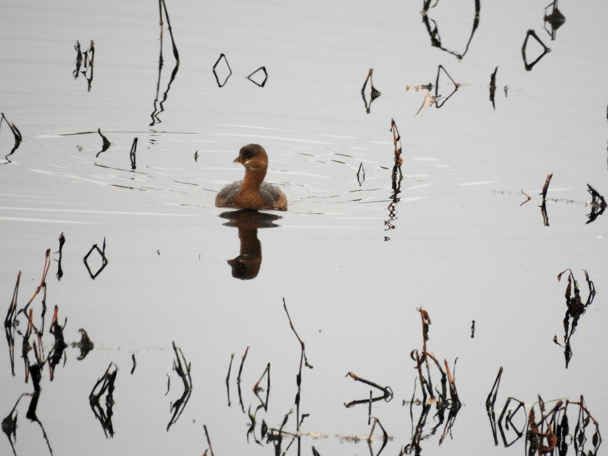 Pied-billed Grebe - ML508219131