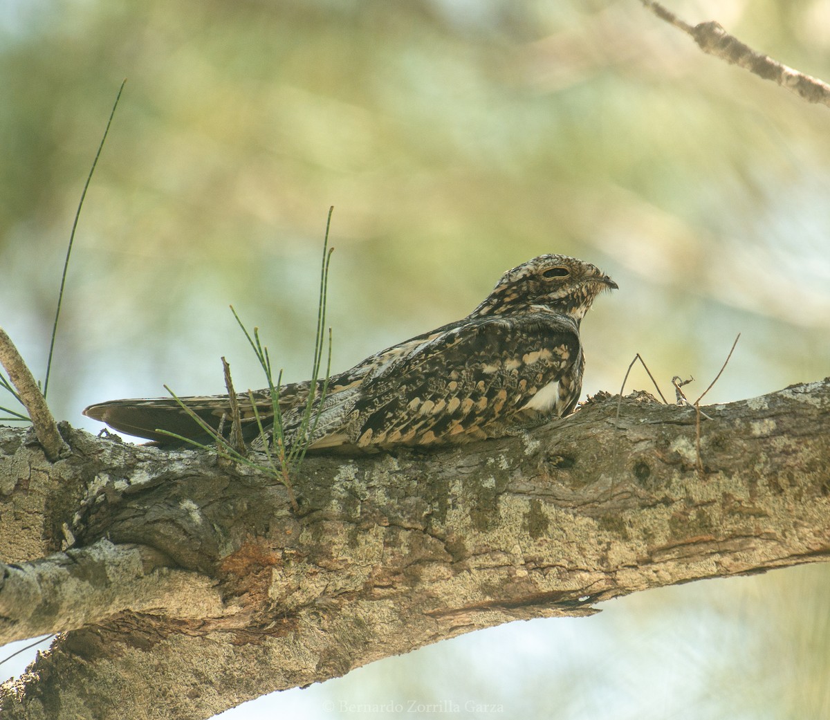 Common Nighthawk - ML508219301