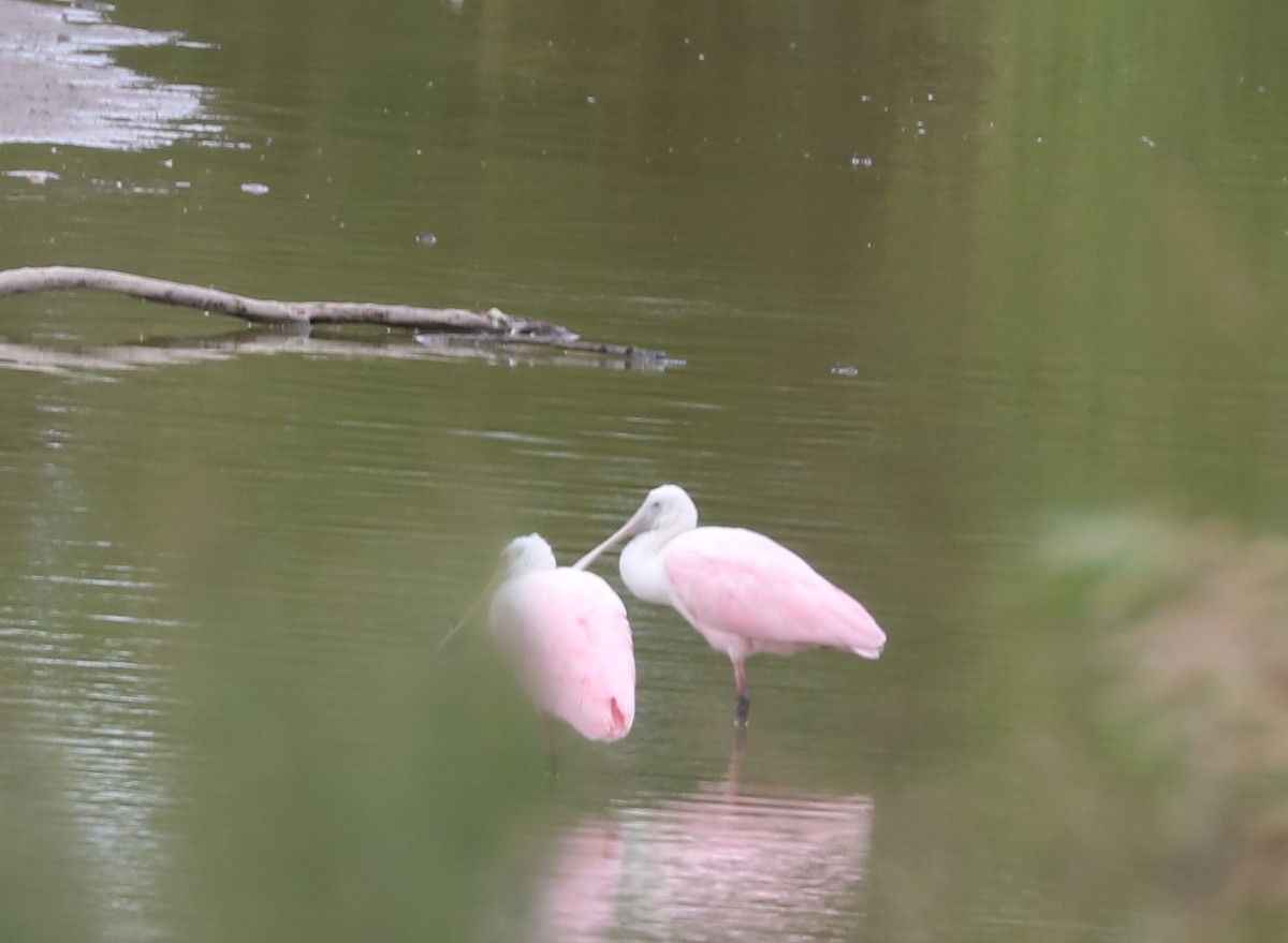 Roseate Spoonbill - ML508219641