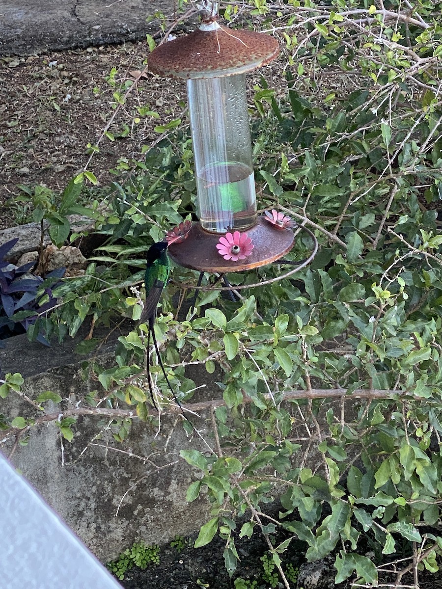 Red-billed Streamertail - ML508219801