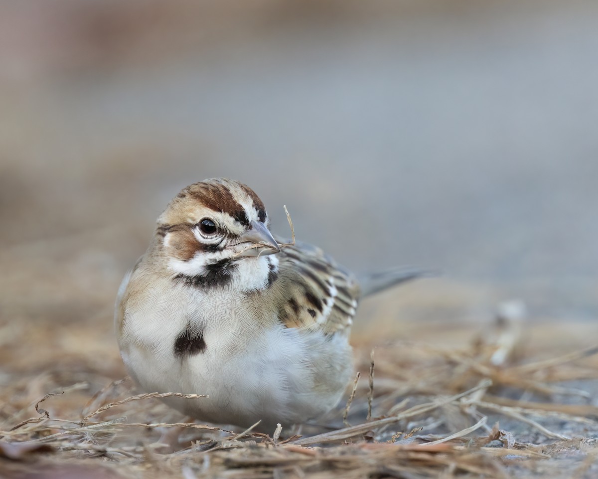 Lark Sparrow - ML508219981